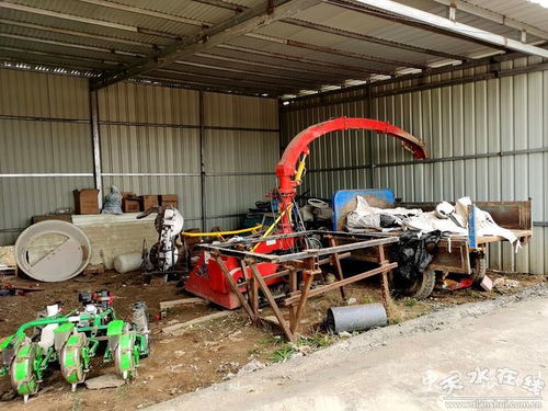 張家川縣飼料玉米種植 筑牢畜牧養(yǎng)殖業(yè)供應鏈的基石